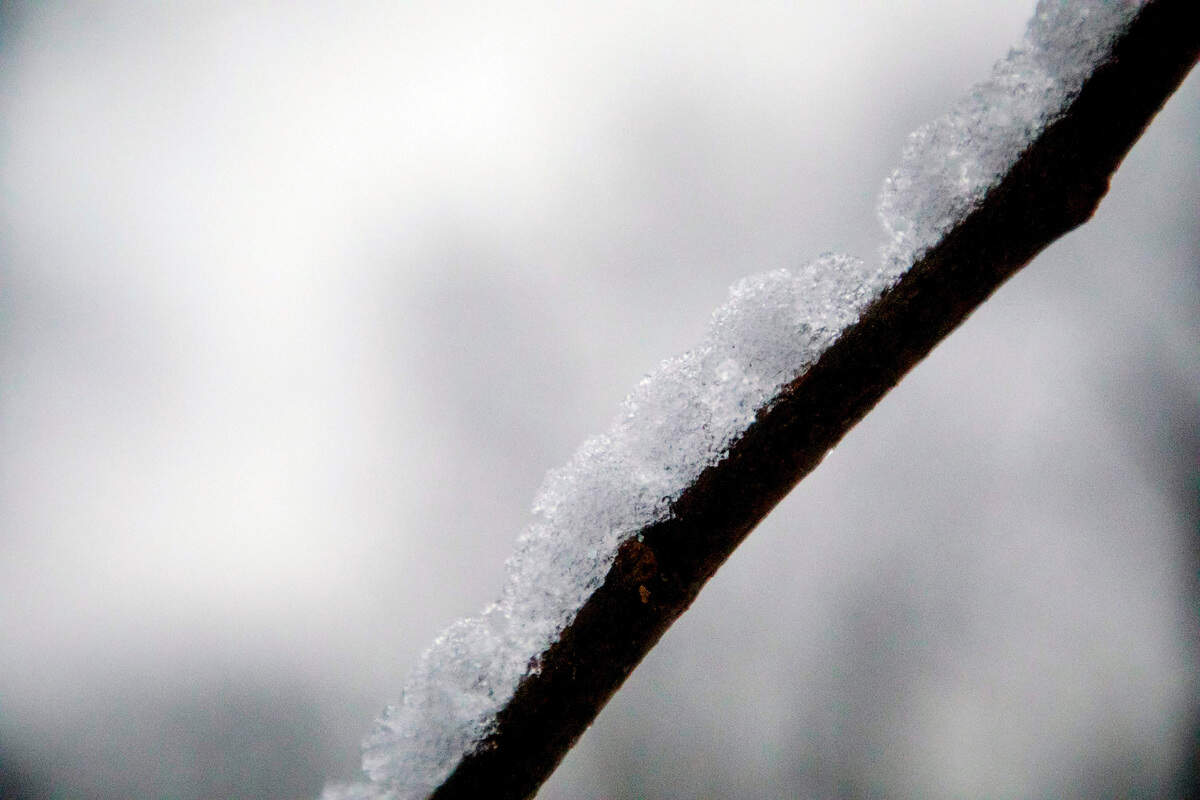 Snow covers bare branches of a fig tree early Thursday morning, Jan. 28, 2021, in Durham, N.C.