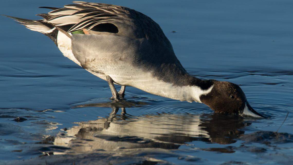 A Northern Pintail is shown feeding on Lake Mattamuskeet in 2016. The Hyde County lake is the proposed site of an algae treatment pilot program that received $5 million in the 2021 North Carolina budget but that’s stirring concern among birders and environmental groups who are worried about potential impacts to wildlife.