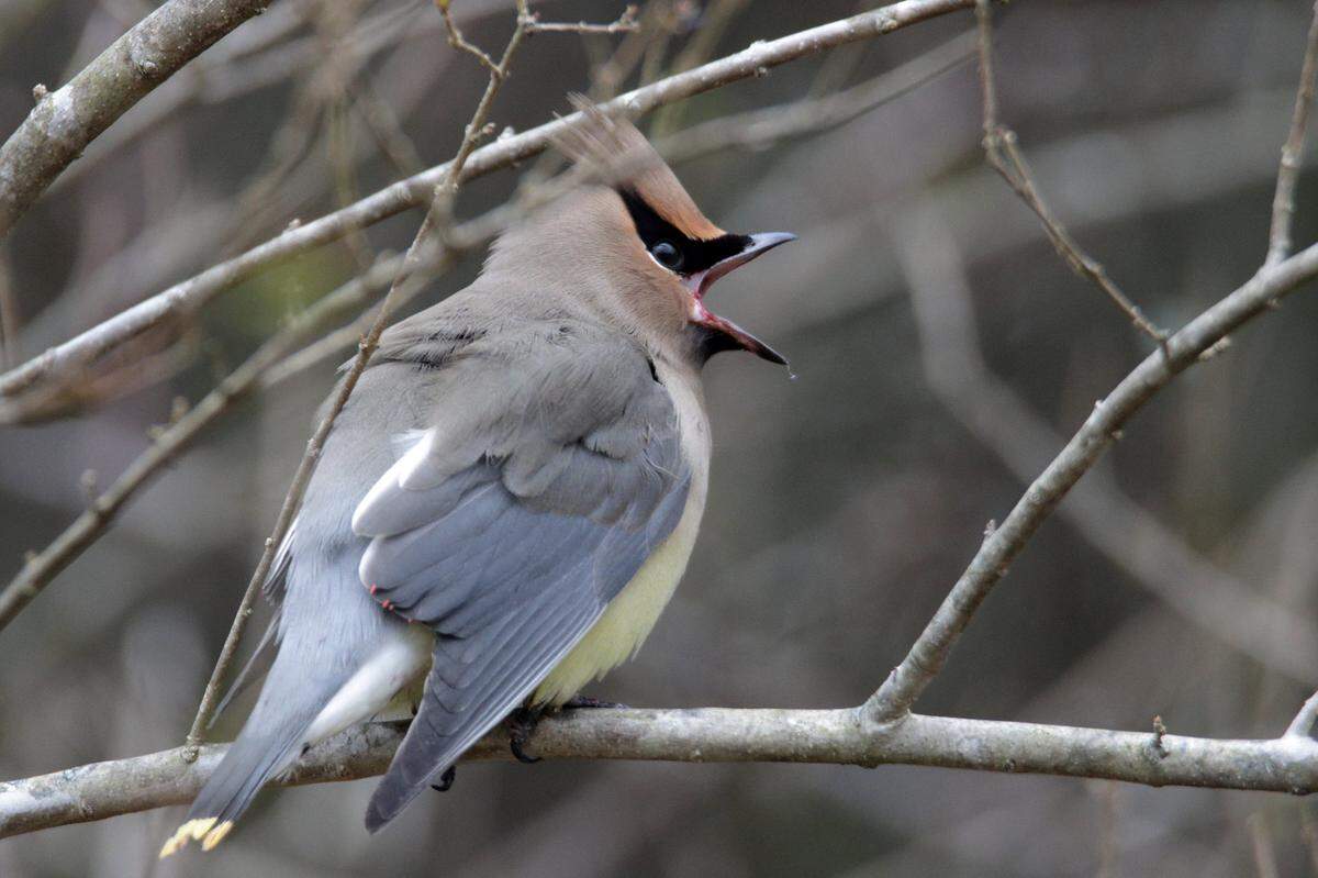 A Cedar waxwing photographed in January.