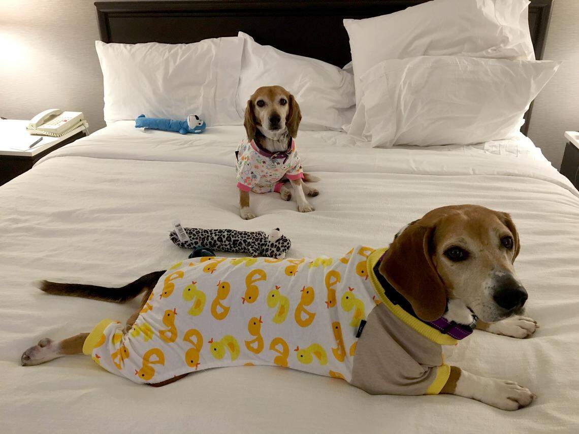 Rogers and Marge enjoy a pampered wedding night at the Embassy Suites in Cary.