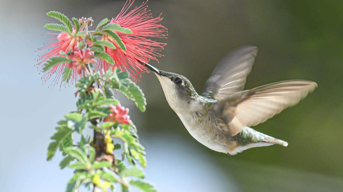 A Ruby-throated Hummingbird, photographed in 2020.