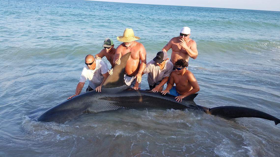 Six fishermen spent 3 hours reeling in a nearly 13-foot hammerhead shark south of Avon on Hatteras Island.