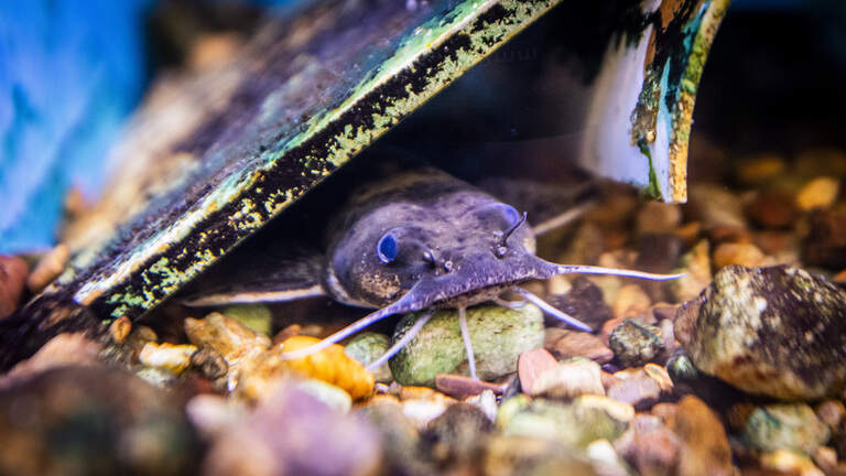 An ark for the unloved: this Raleigh lab breeds the state’s rarest aquatic species