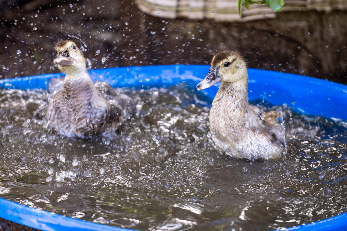 Ducklings bathe in a kiddie pool on Debra Stewart’s Gray’s Creek farm. A horse and a dog belonging to Stewart were found to have elevated levels of PFAS chemicals in their blood according to a study by Scott Belcher, an N.C. State environmental science professor.