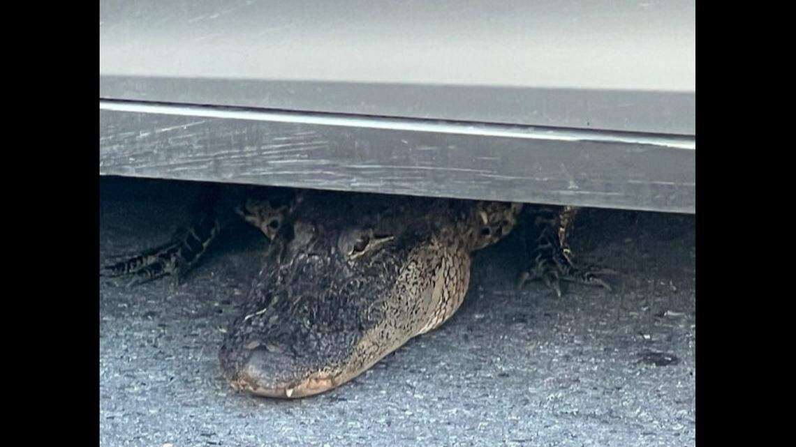 The alligator was seen with its head sticking out from under the driver’s side door, “blocking access to the vehicle,” police said.