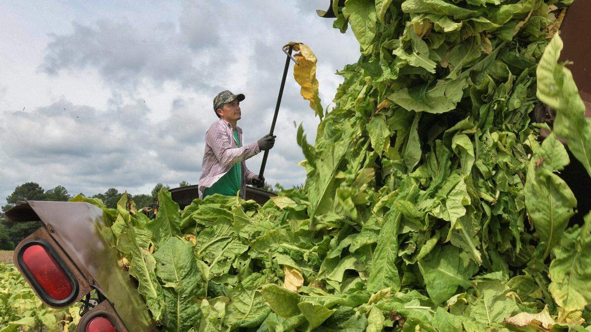 A worker plugs a bad leaf from a load of tobacco being placed in a hauler from a mechanical harvester working in a field in eastern Wake County in 2020.