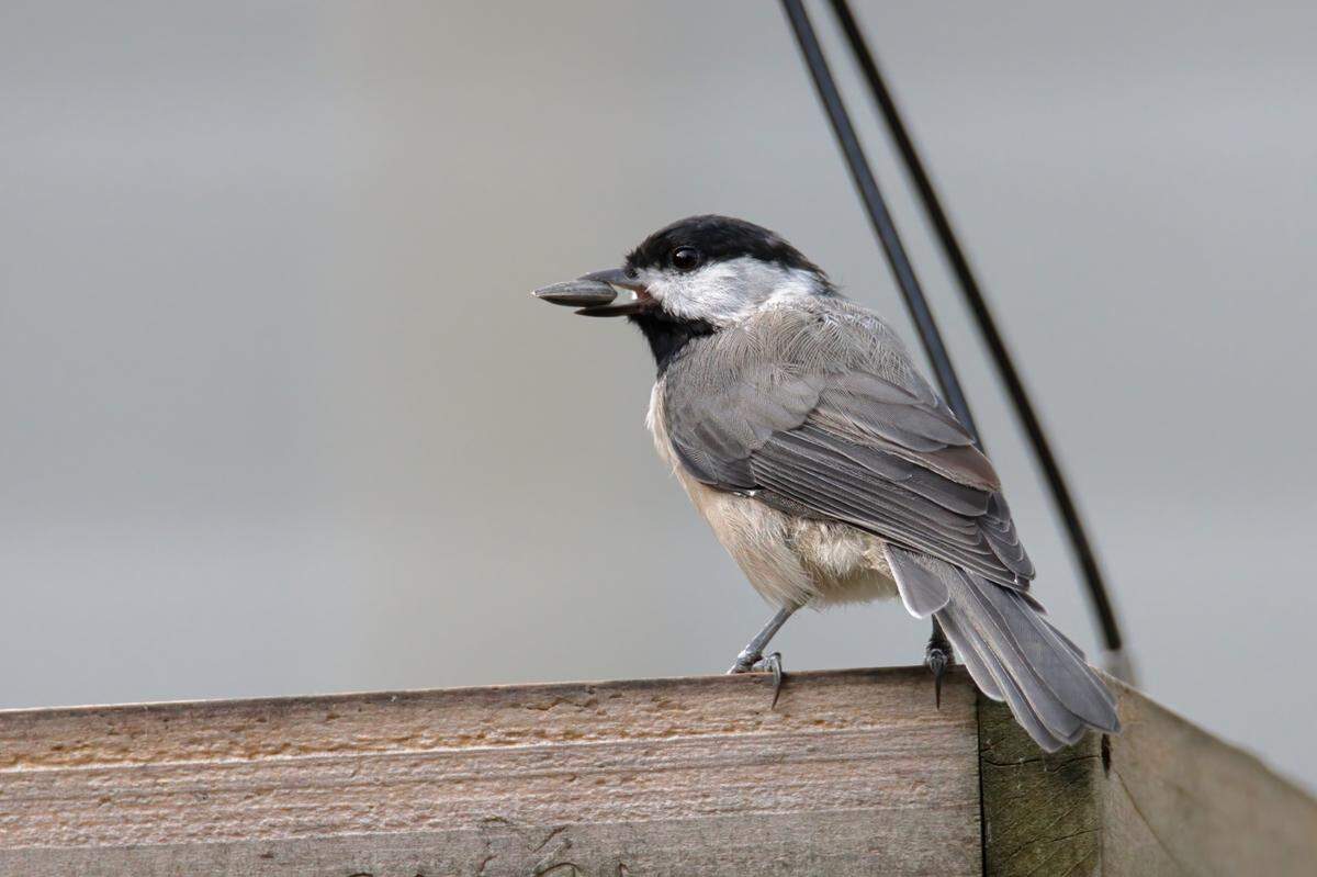 A Carolina Chickadee holding a seed, photographed Aug. 27, 2022.
