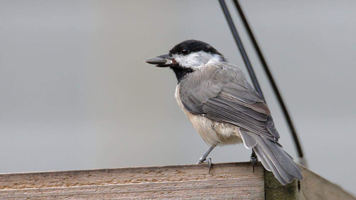 Experts recommend these birding apps for beginner or skilled bird watchers