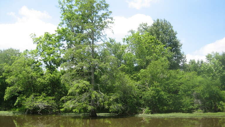 Conservation group buys another big chunk of Johnston County wilderness