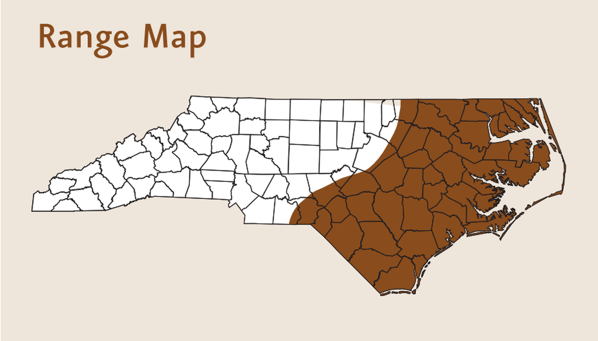 “In North Carolina, cottonmouths are predominantly found in the Coastal Plain and on some parts of the Outer Banks. In a few places, they are the most abundant snake species. Pre-1900 records also exist from the lower Piedmont, but the Wake County sightings reported each year are superficially similar nonvenomous watersnakes (Nerodia),” the NC Wildlife Resources Commission says.