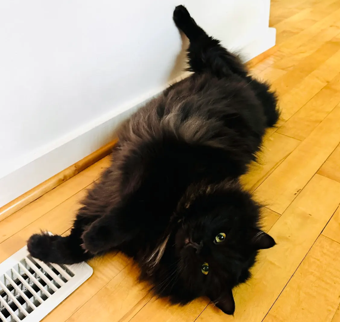 Jackie Daytona, one of the finalists in the News & Observer’s cutest cat contest.