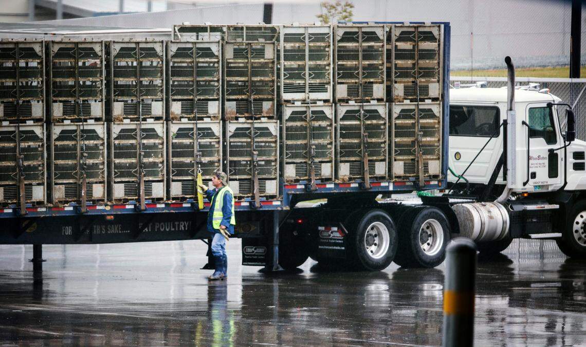 A truck driver examines empty cages inside the Mountaire Farms poultry processing in Siler City, N.C. on Wednesday, May 20, 2020. As of May 13, there were 74 confirmed cases among plant workers and their families, and according to NCDHHS data the Siler City ZIP code of 27344 had 302 coronavirus cases, the most per ZIP code in the state.