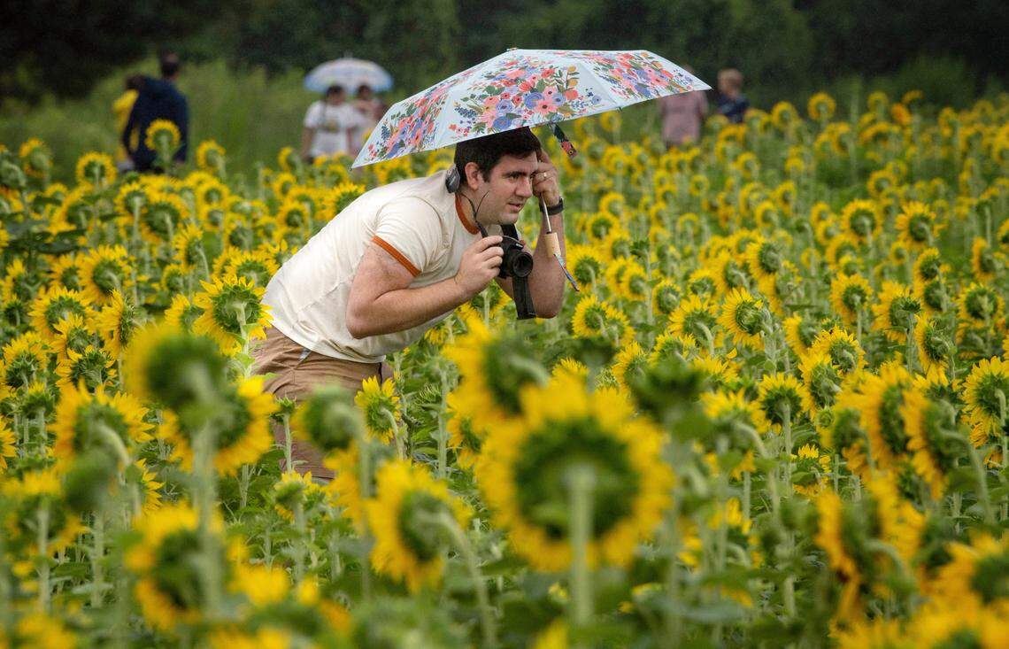 David Tiberi balances an umbrella as he takes family photos in the sunflower field at Raleigh’s Dorothea Dix Park, Sunday morning, July 10, 2022. A misty rain didn’t keep crowds away from the field, which is reaching it’s peak this week.