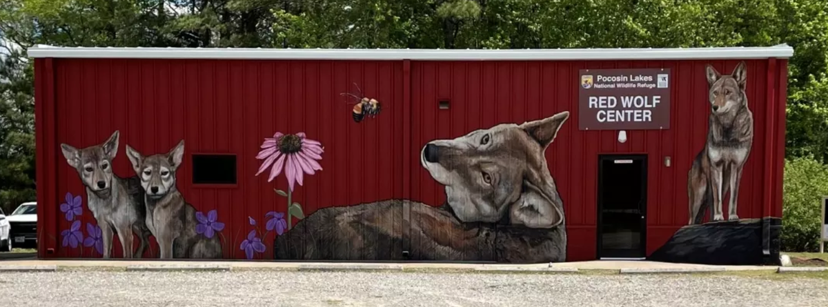 Artists and volunteers painted a mural on the Red Wolf Center at the Pocosin Lakes National Wildlife Refuge outside Columbia. The center offers educational programs on the animals and houses a pair of captive red wolves.