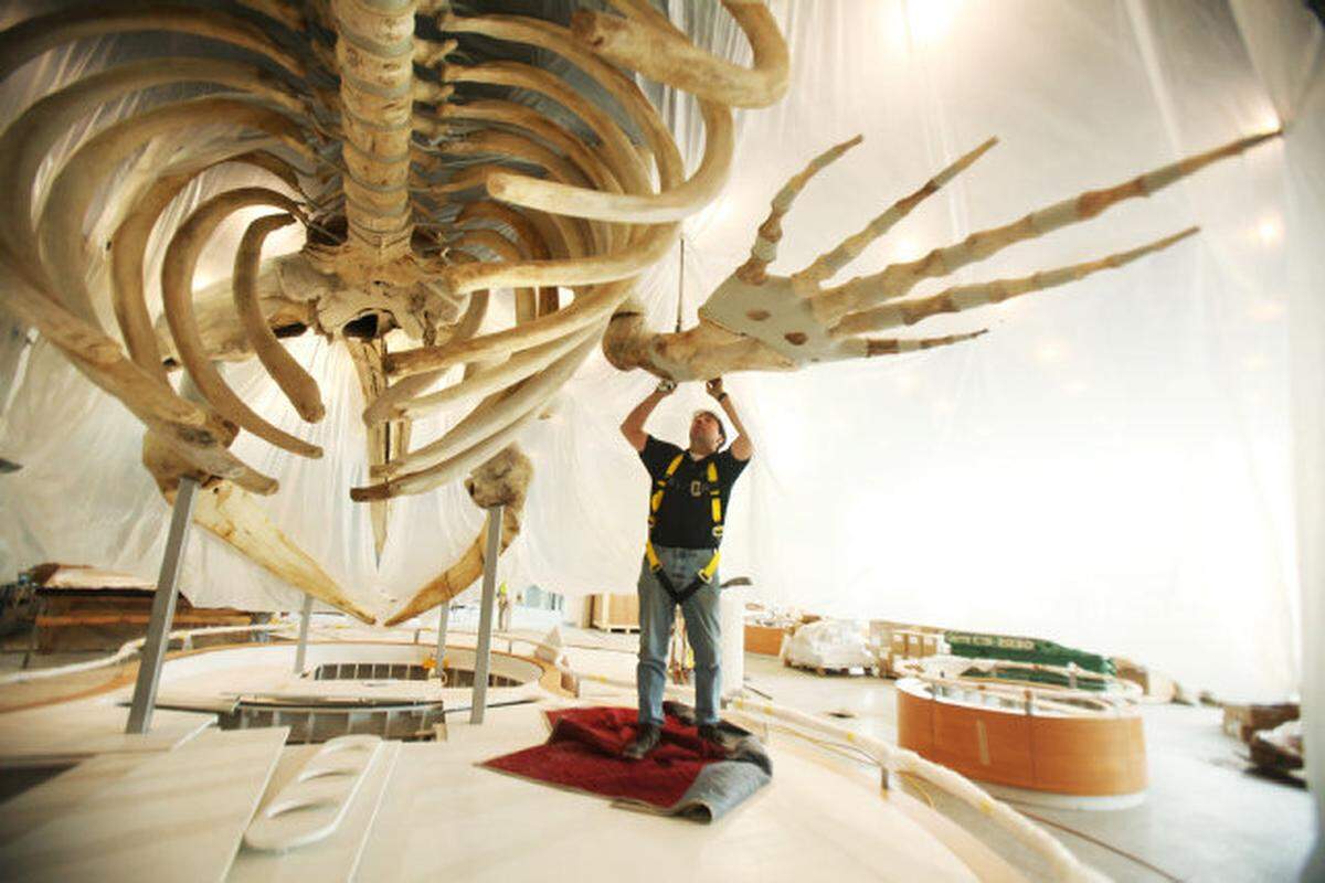 Dan DenDanto, a skeletal articulator, makes measurements for the installation of the second flipper on Stumpy February 6, 2012, at the N.C. Museum of Natural Sciences new Nature Research Center in downtown Raleigh.