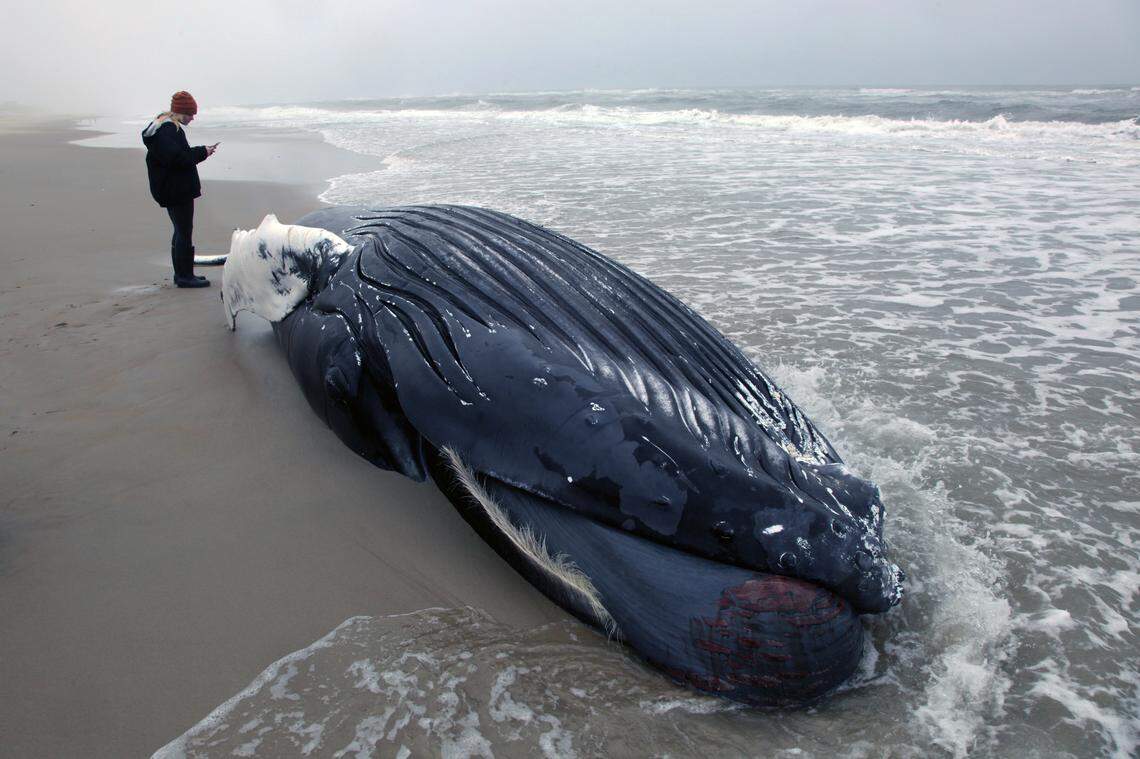 A whale washed ashore on the Outer Banks, officials say.