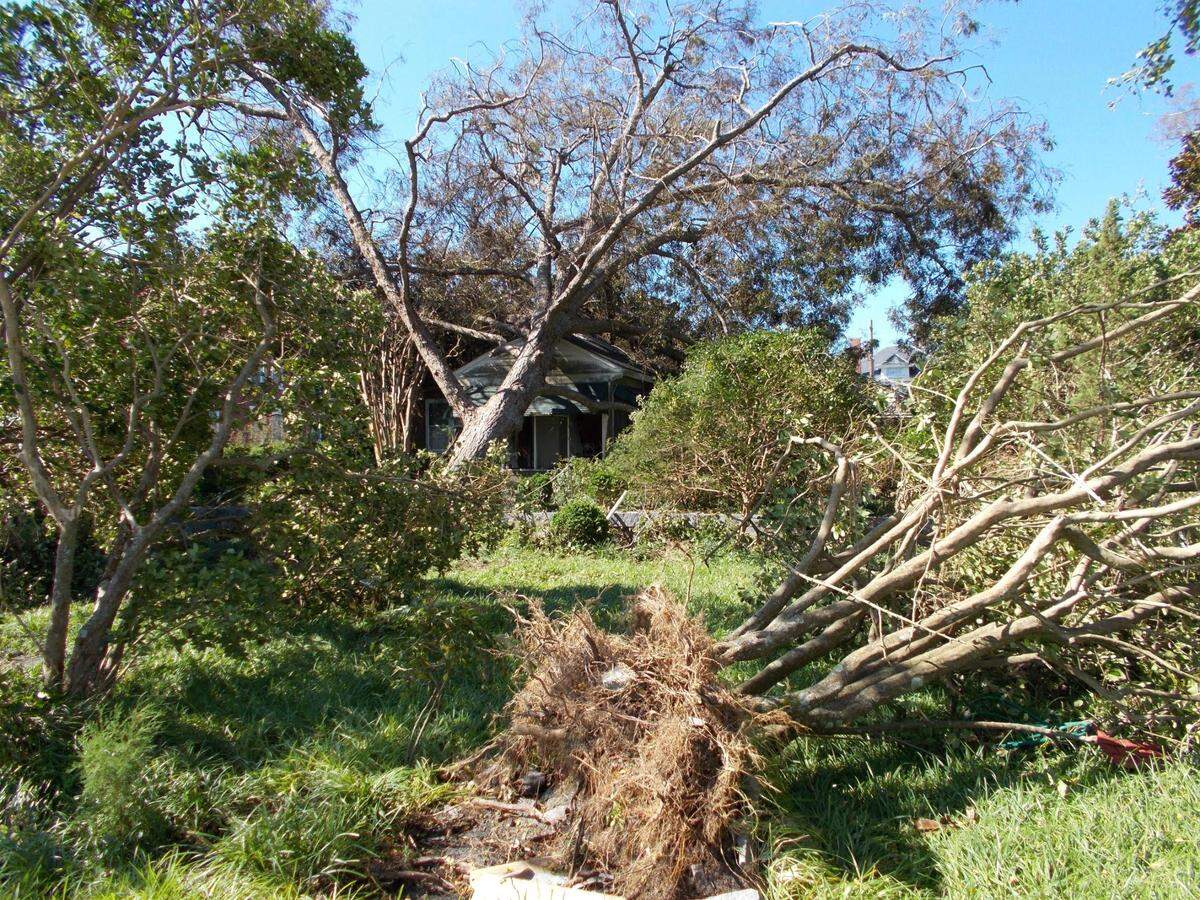 A pecan tree fell on Marianne Williams’ home during Hurricane Florence.