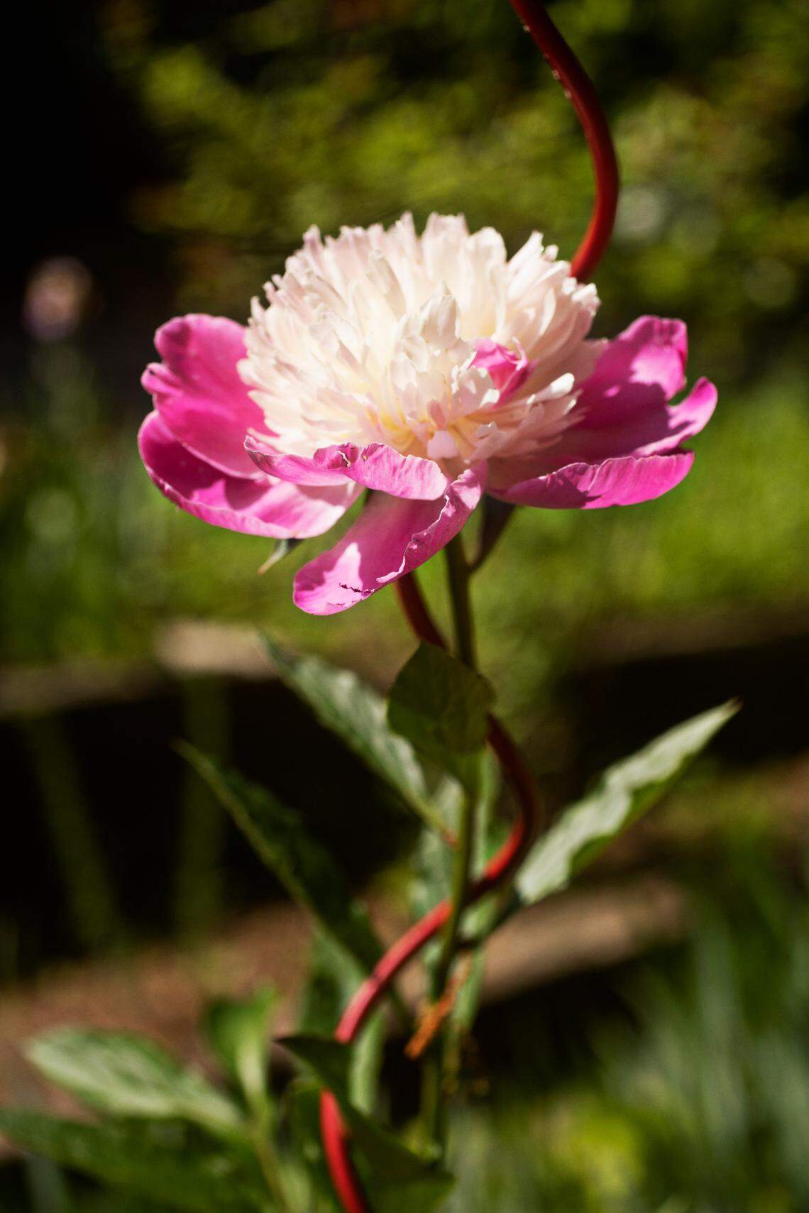 A peony bloom from Pam Dickens’ Hillsborough garden on Friday, April 29, 2022.