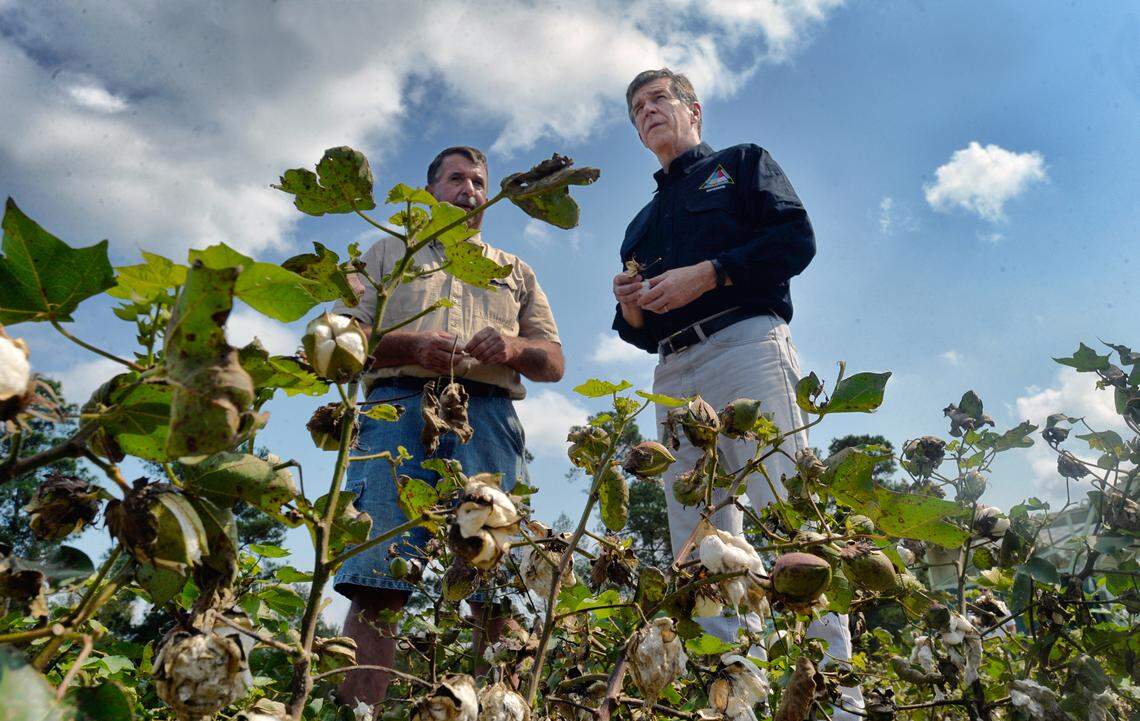 N.C. Governor Roy Cooper (right) surveys the heavily damaged cotton field of Laurinburg, N.C. farmer Bryan Hagler (left) during a tour Friday, Sept. 21, 2018 of agricultural areas hit hard by Hurricane Florence.  