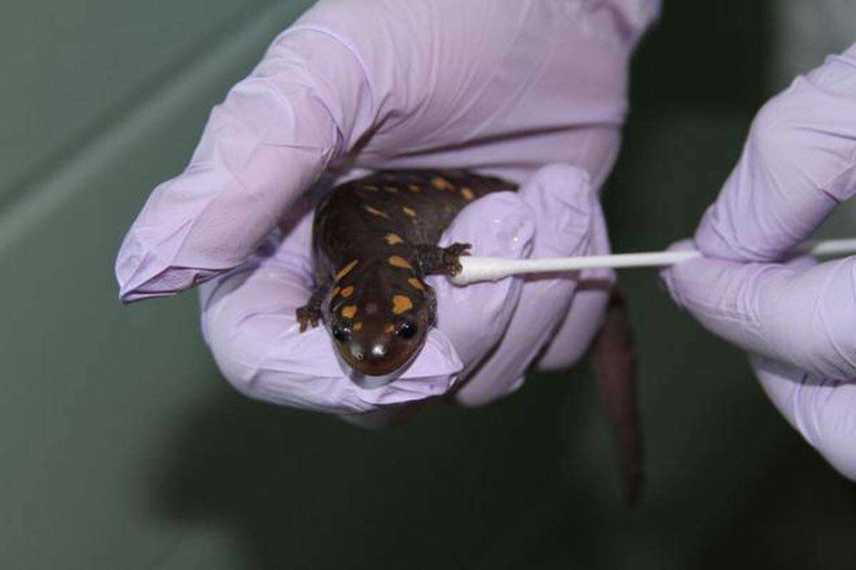 Dr. Dan Dombrowski, chief veterinarian of the N.C. Museum of Natural Sciences, collects a skin swab sample from a spotted salamander as part of a general health check-up to screen for the presence of amphibian chytrid fungus.