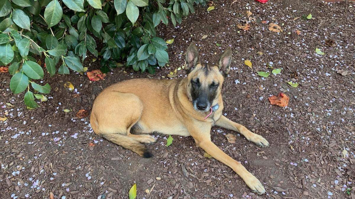 The Wake County Sheriff’s Office is investigating a shooting at a Raleigh home after a deputy shot a dog who allegedly bit him.