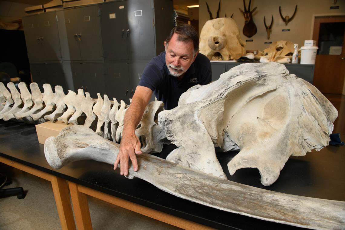 David Webster, senior associate dean of the College of Arts & Sciences at UNCW said the specimen was believed to be a humpback whale at first.
