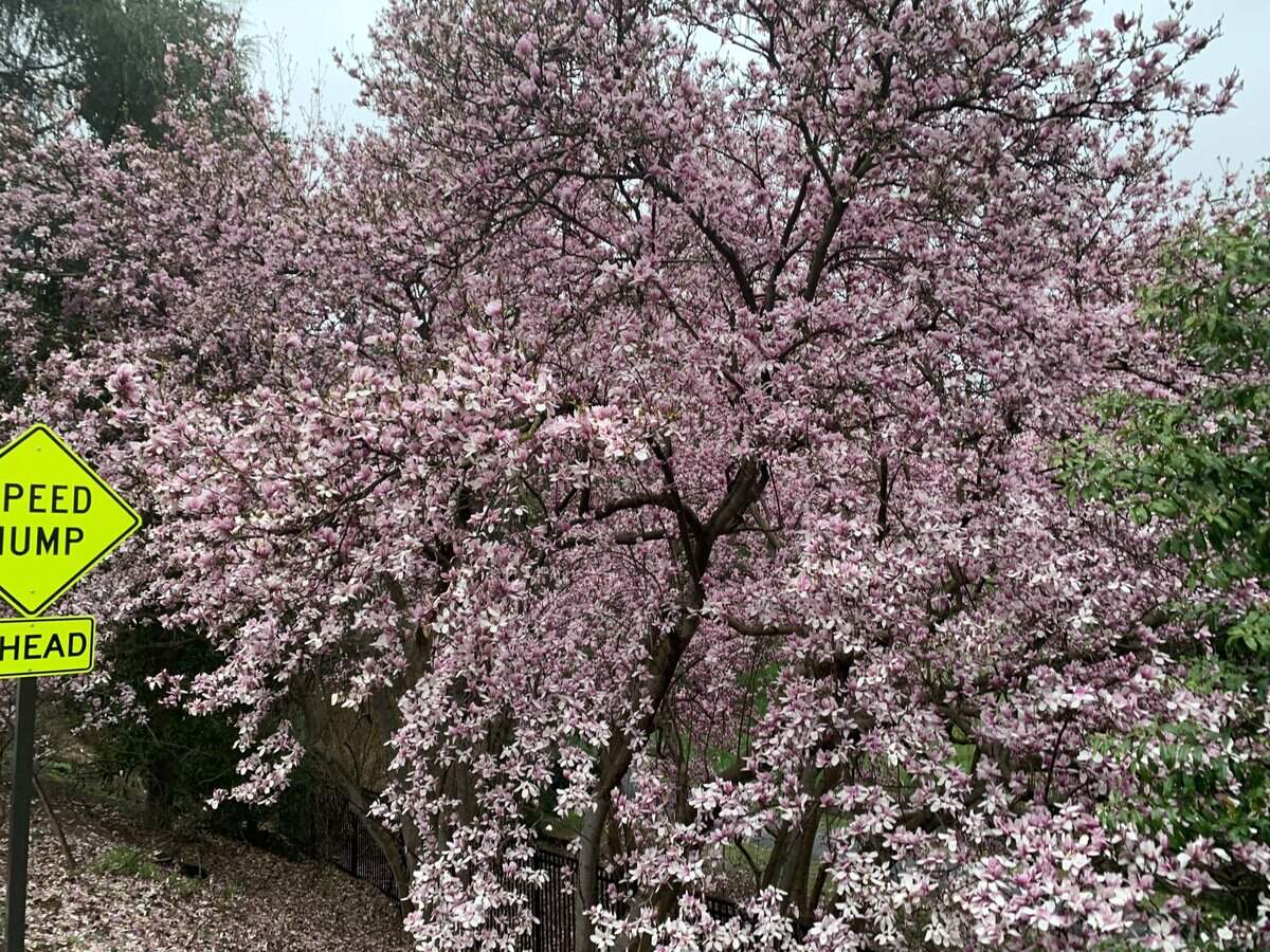 Investigations editor Cathy Clabby’s favorite tree is in Sarah P. Duke Gardens.