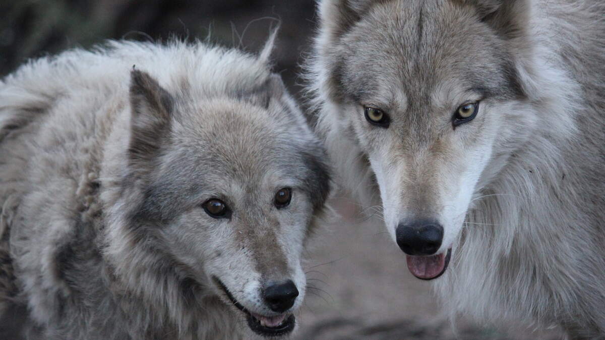 Animal Planet’s new series “Wolves and Warriors” follows a team of military veterans from Lockwood Animal Rescue Center who rescue and aid wolves and wolfdogs whose lives are threatened by poachers and illegal breeders .
