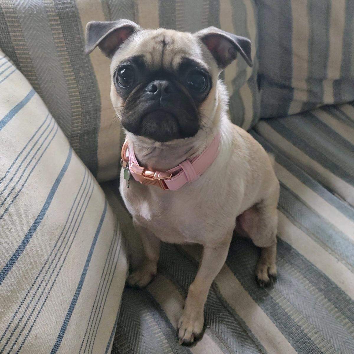 Pepper was named a finalist in The News & Observer’s “cutest dog in the Triangle” contest in fall 2024.