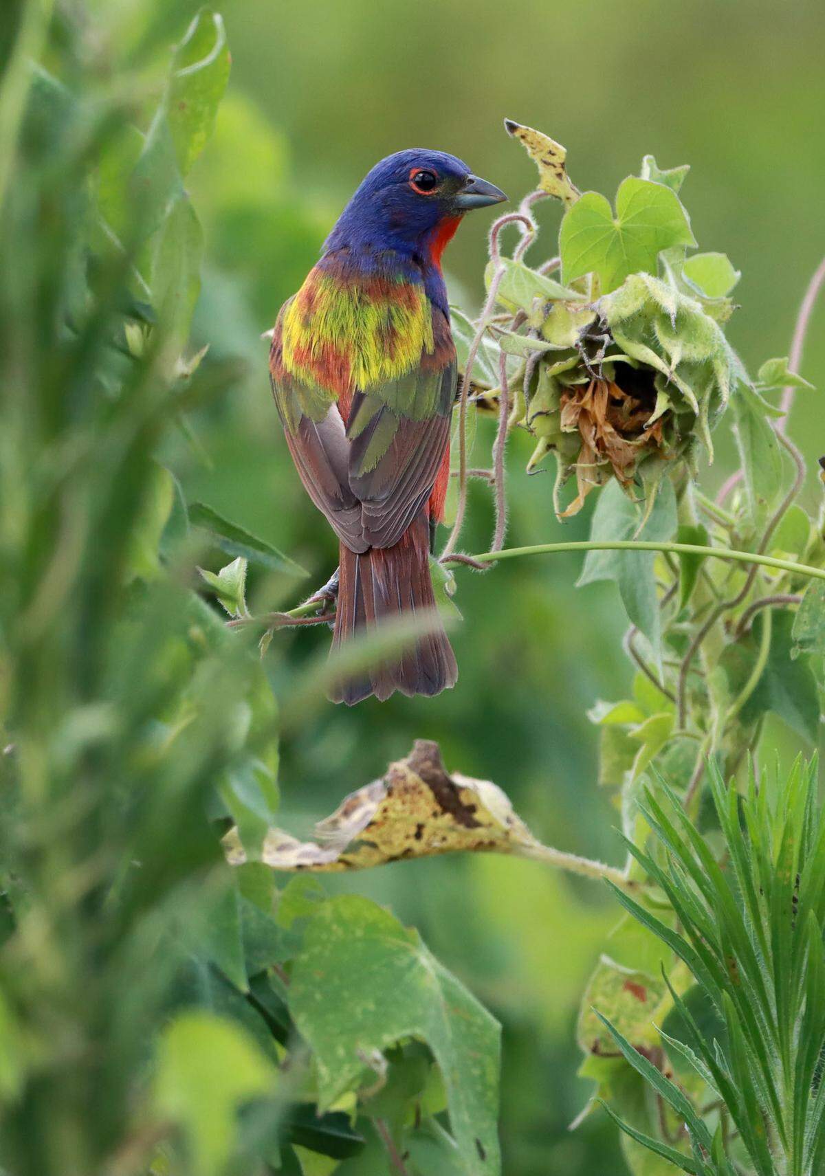 Birders converge on Dorothea Dix Park in Raleigh to photograph a rare painted bunting in Raleigh, NC.