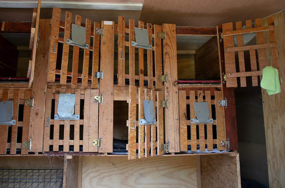 The interior of a trailer obtained from the scene of a July 27th bust of a cockfighting operation is photographed at the Granville County Law Enforcement Center on Wednesday, July 31, 2024, in Oxford, N.C.
