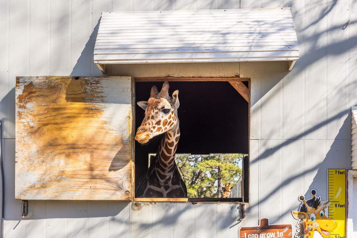 A giraffe at Aloha Safari Zoo at 159 Mini Lane in Cameron, NC.