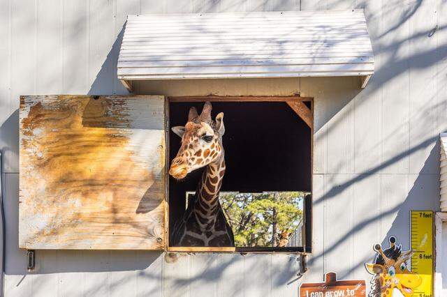 A giraffe at Aloha Safari Zoo at 159 Mini Lane in Cameron, NC.