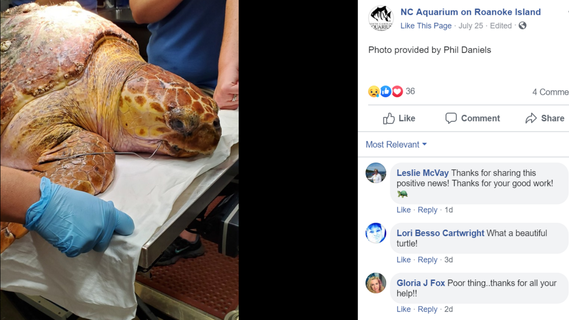 Sea turtle has surgery in NC to remove hooks, stingray barb | Raleigh ...