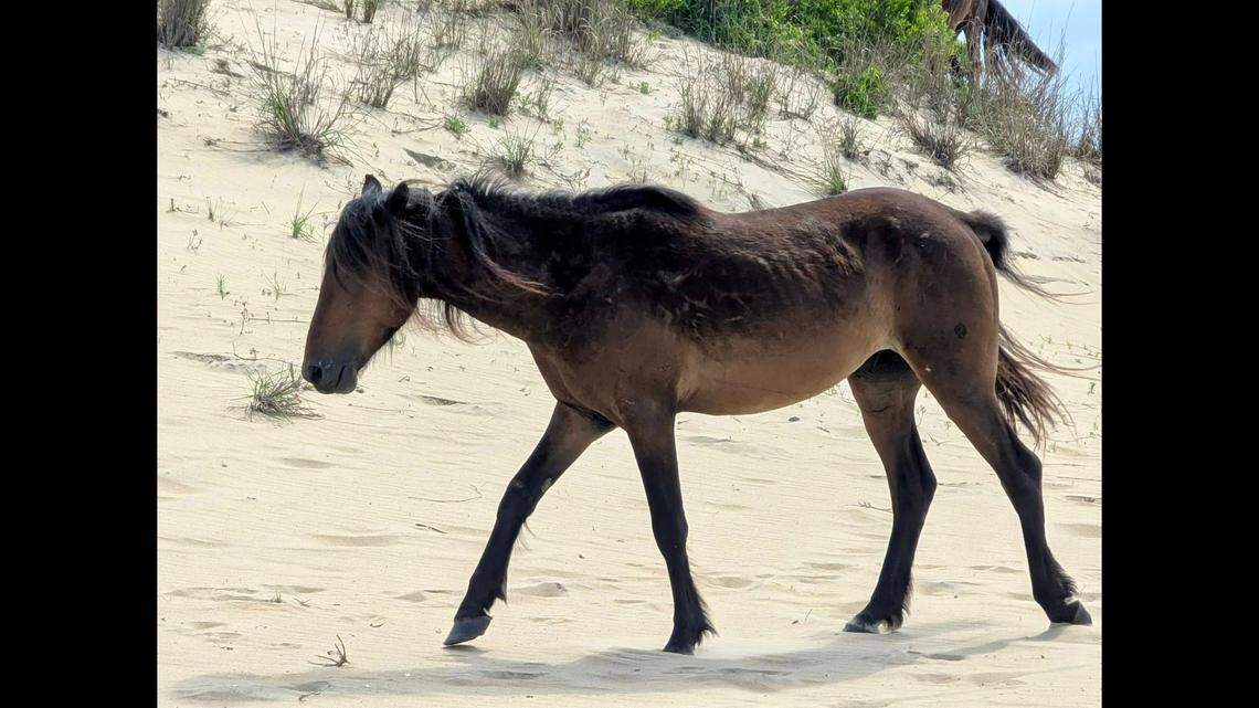 Wild horse killed by vehicle driving in dark on Outer Banks beach, NC cops say