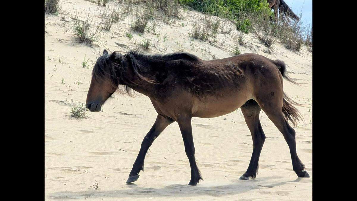 Alex was a 5-year-old stallion and the last of his genetic line on the Outer Banks, officials say. “Alex’s genetics can never be replaced, and in a critically endangered population that is a devastating blow,” the Corolla Wild Horse Fund wrote on Facebook.