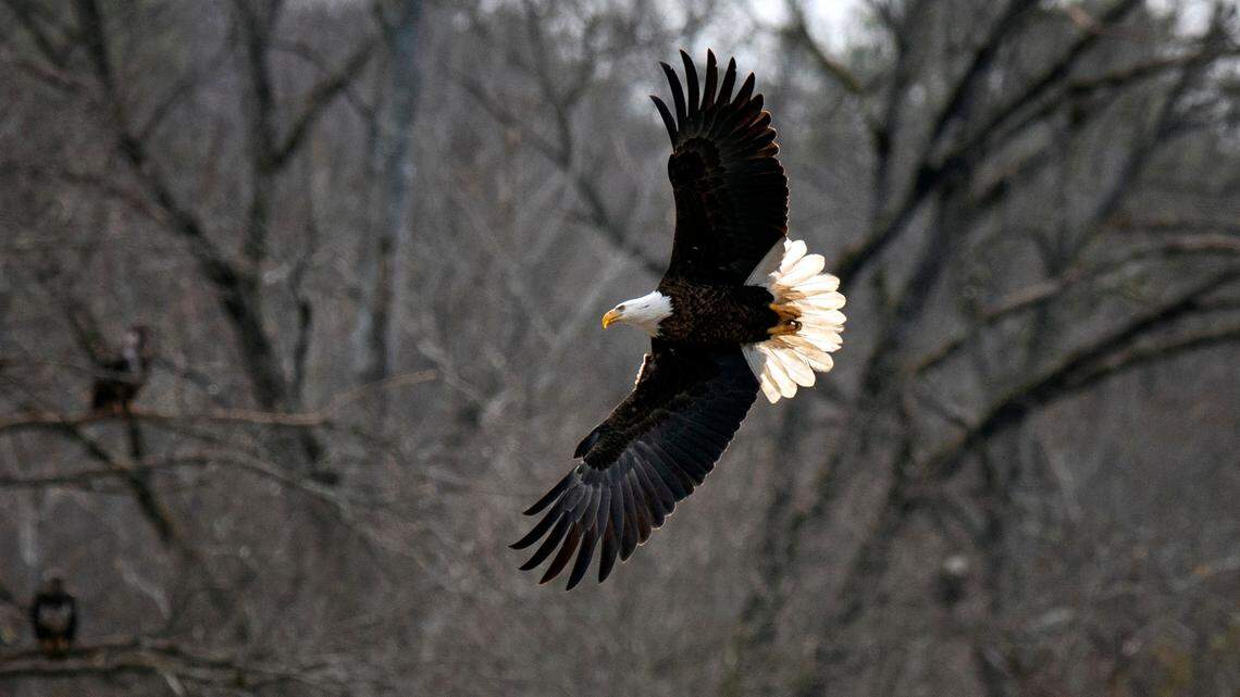 Sunlight illuminates the tail feathers of a North American bald eagle as it flys over the Haw River just below the dam at Jordan Lake.