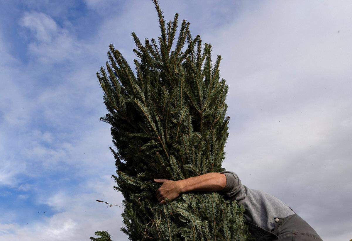 Dennis Davis of River Ridge Tree Farms prepares a Christmas tree for display at the North Carolina State Farmers Market on Monday, Nov. 20, 2023, in Raleigh, N.C.
