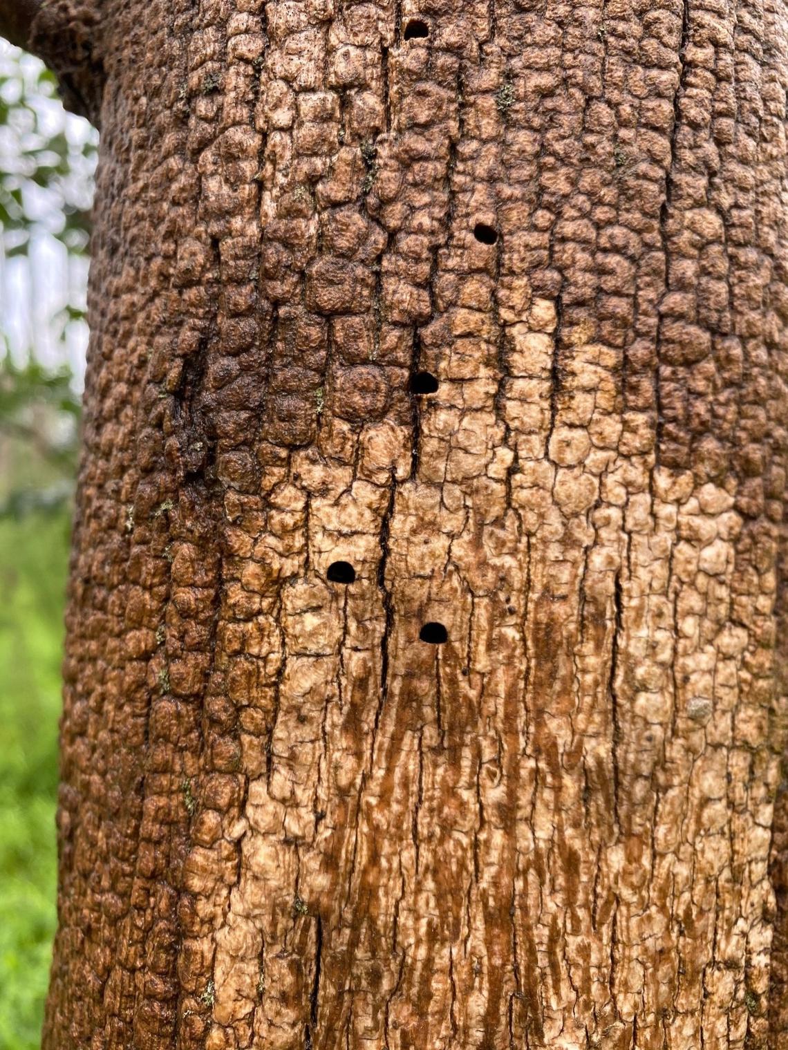 “D”-shaped holes on an ash tree. Adult Emerald Ash Borers make these distinctive marks when they emerge from the trees after pupating.