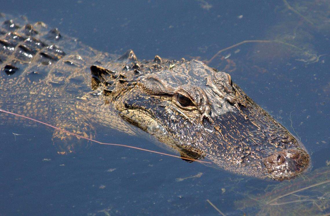 An alligator swims in Orton Pond near Orton Plantation south of Wilmington. There were several large alligators in the pond and at the plantation that needed to be relocated. File photo by John Rottet.