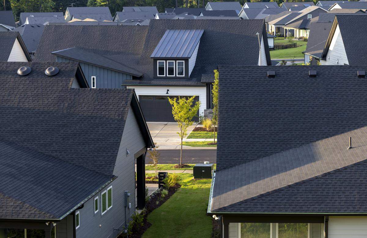 New homes in the Encore neighborhood of Chatham Park,  surround a young tree planted after the old growth timber was cleared from the property to construct new homes on Wednesday, July 2, 2025 in Pittsboro, N.C. 