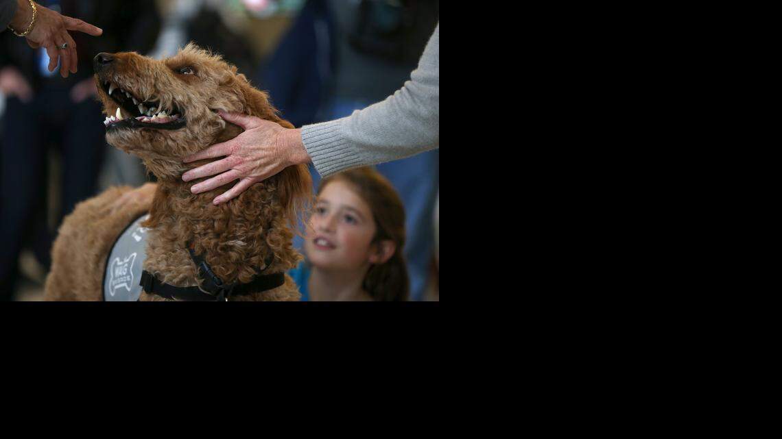 453660345JS009_THERAPY_DOGS