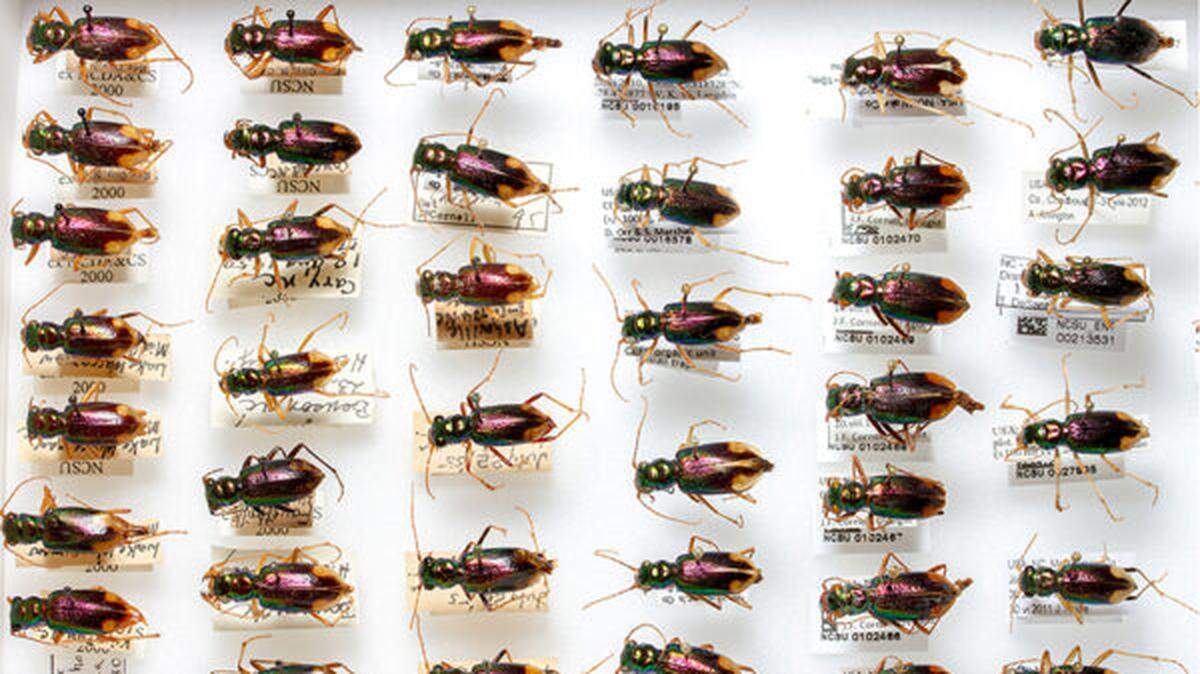 The N.C. State University Insect Collection contains more than 1.9 million specimens from North Carolina and around the world. The public can visit by appointment, or a grad student can bring the bugs to you.