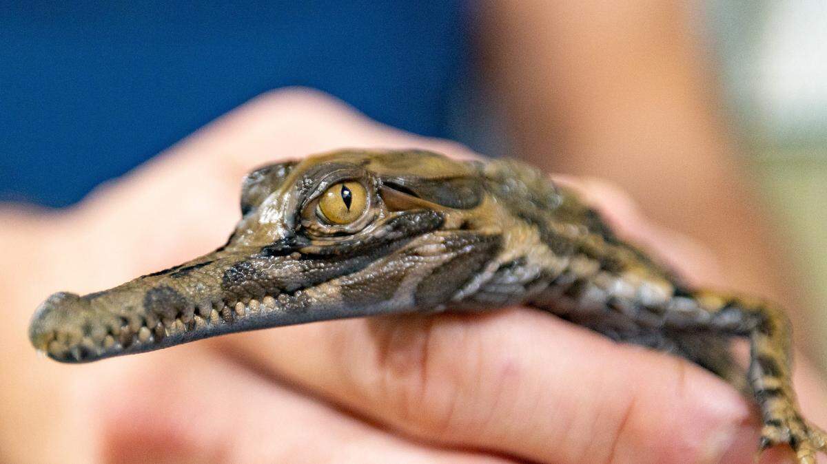 There are only five breeding pairs in the United States, experts say.