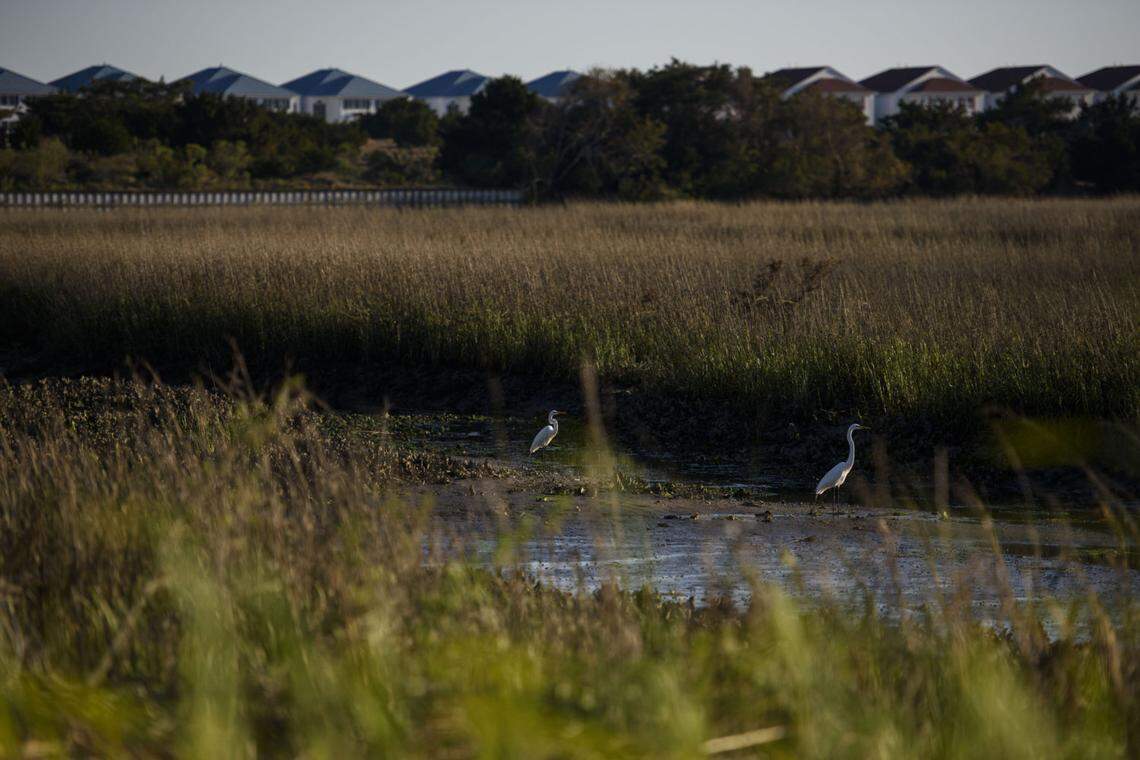 Egrets walk through marsh land on the intercoastal waterways of Ocean Isle Beach, North Carolina on March 23, 2019. Houses in the background line the beaches of the Atlantic Ocean in a county that is growing roughly 3 percent per year in population. [Melissa Sue Gerrits/For Carolina Public Press]