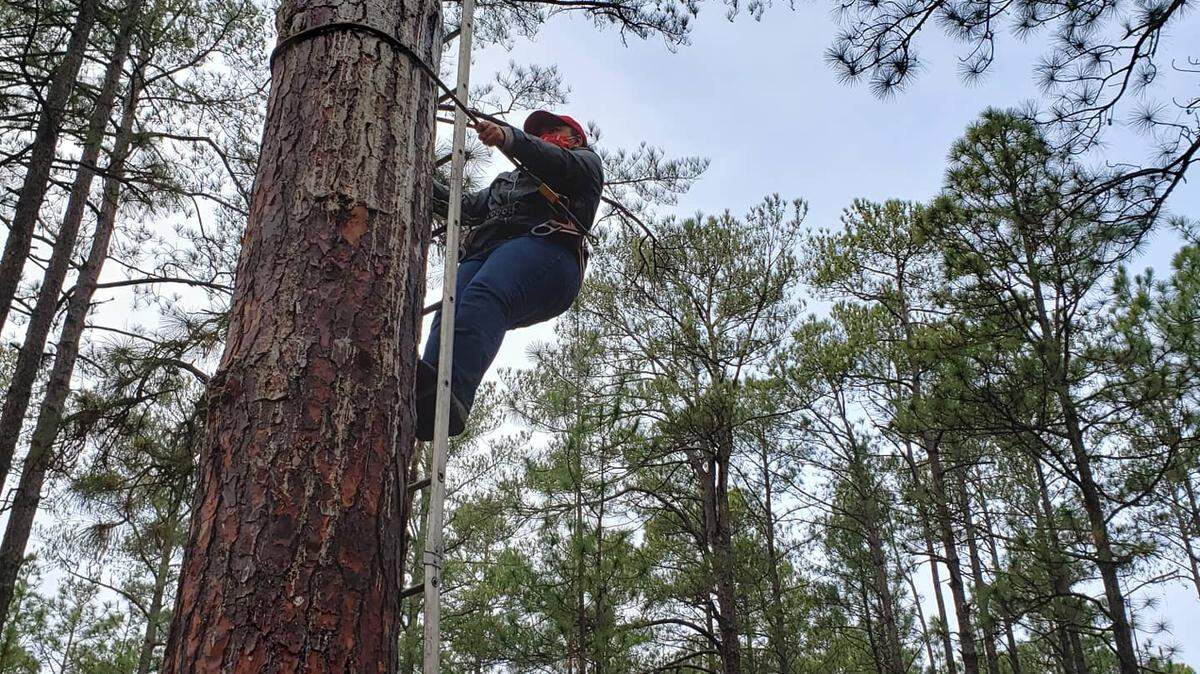 Lauren Pharr, a Ph.D. student at N.C. State University, is shown climbing a longleaf pine tree to reach the home of some red-cockaded woodpeckers. Pharr and Murry Burgess launched Field Inclusive to raise awareness about the importance of safety for Black researchers and others belonging to marginalized groups.