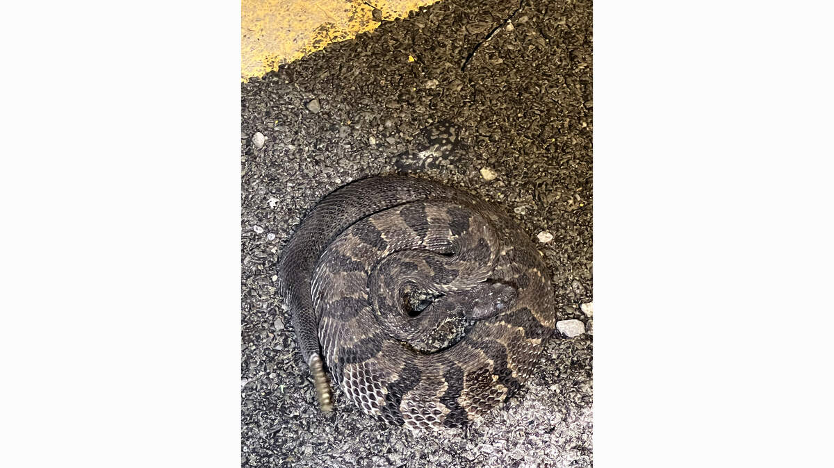 Rattlesnakes are part of the routine for workers rebuilding I-40 in ...