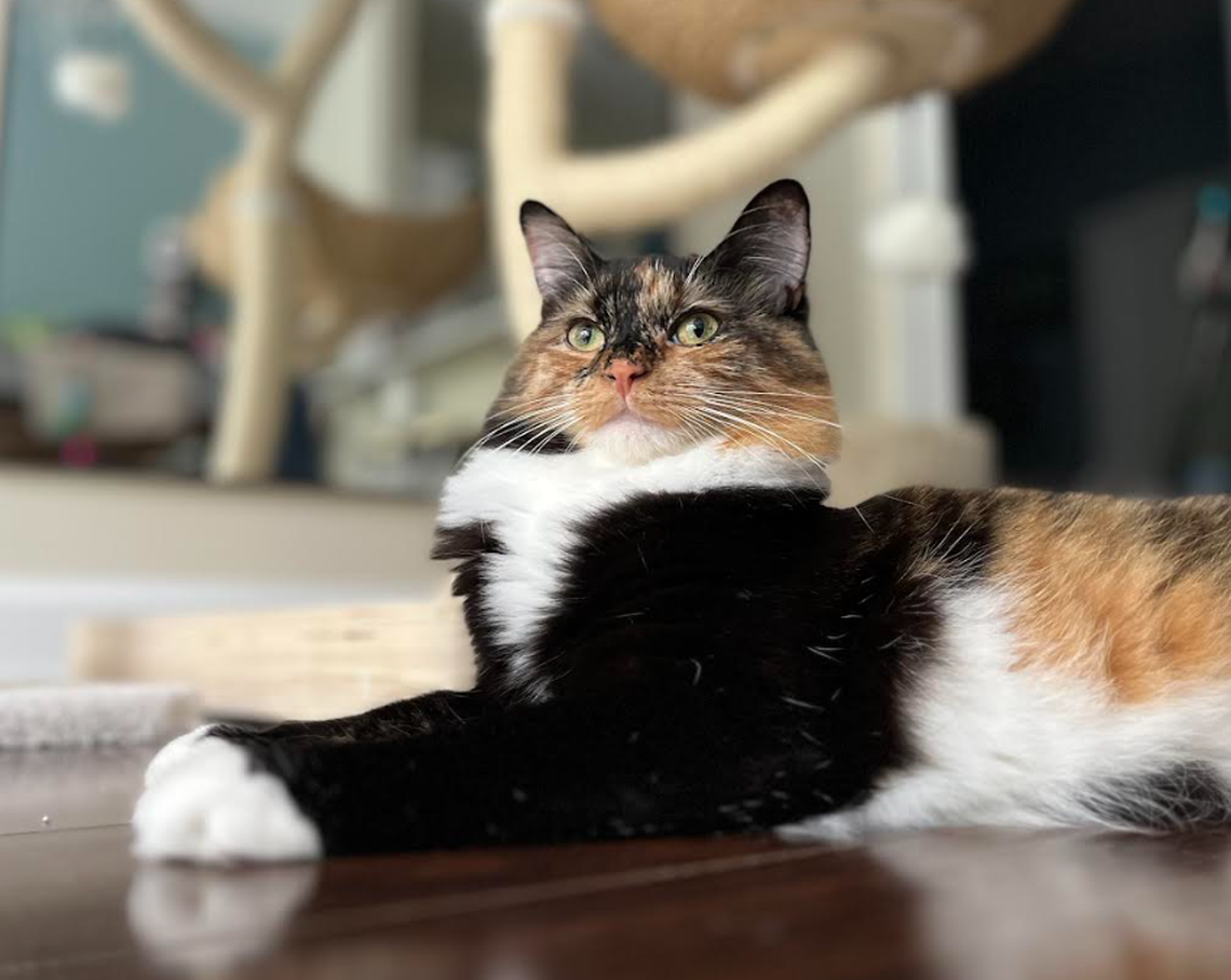 Sparks, one of the finalists in the News & Observer’s cutest cat contest.