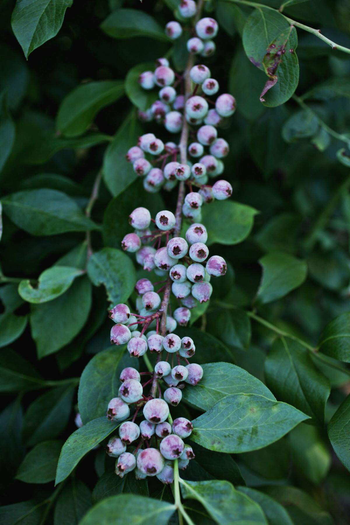 There is a healthy crop of blueberries at Dr. Young’s Pond Berry Farm, located in Angier.