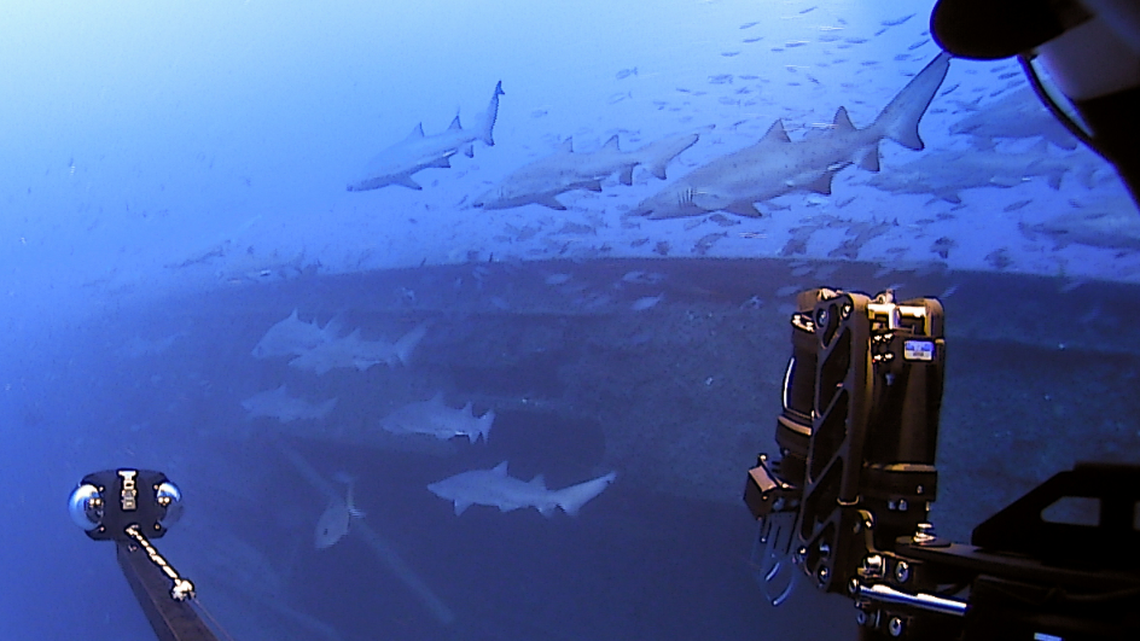 Sand tiger sharks surrounded the E.M. Clark off North Carolina as a NOAA-backed team explored the shipwreck.